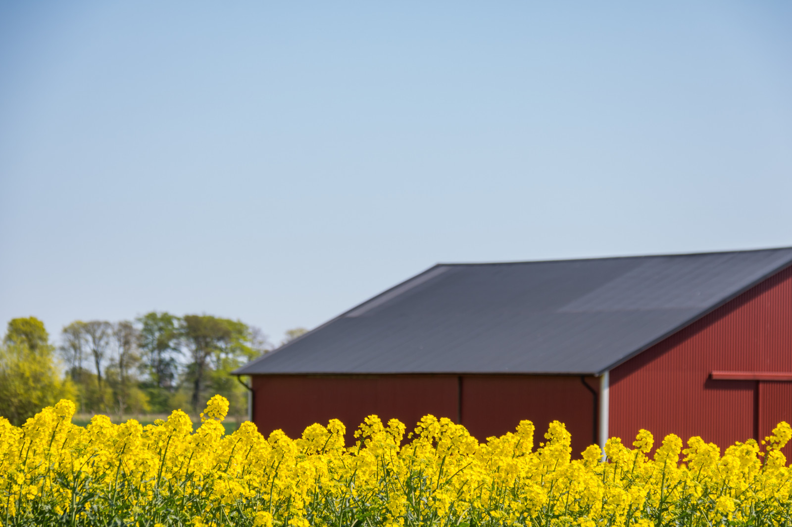 luce del sole, paesaggio, cibo, erba, cielo, campo, giallo, azienda agricola, colza, fiore, pianta, campagna, landsbygd, Gul, f lt, s dersl TT, Landskap, canola, rapefield, fr jdenborg, agricoltura, prateria, raccolto, area rurale, produrre, impianto di terra, pianta fiorita, famiglia di erba, brassica, impianto di senape