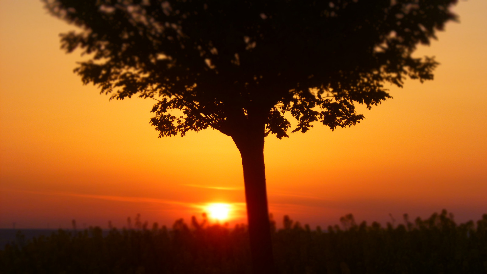 slunečnímu záření, krajina, západ slunce, nebe, silueta, větev, svítání, večer, ráno, krocan, slunce, fotograf, horizont, atmosféra, soumrak, strom, svítání, 4608x2592 px, počítač tapeta, Atmosféra Země, odlesk, červená obloha v dopoledních hodinách, savana, Aytek Cengiz, Sultankoy, Tekirdag