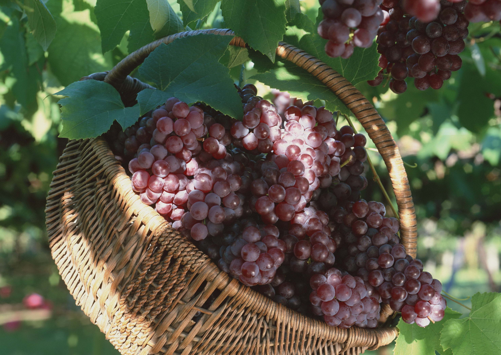 Wallpaper grapes, basket, garden 2950x2094 CoolWallpapers 1037147