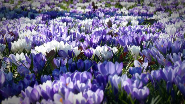 crocus,garden,flowers,field