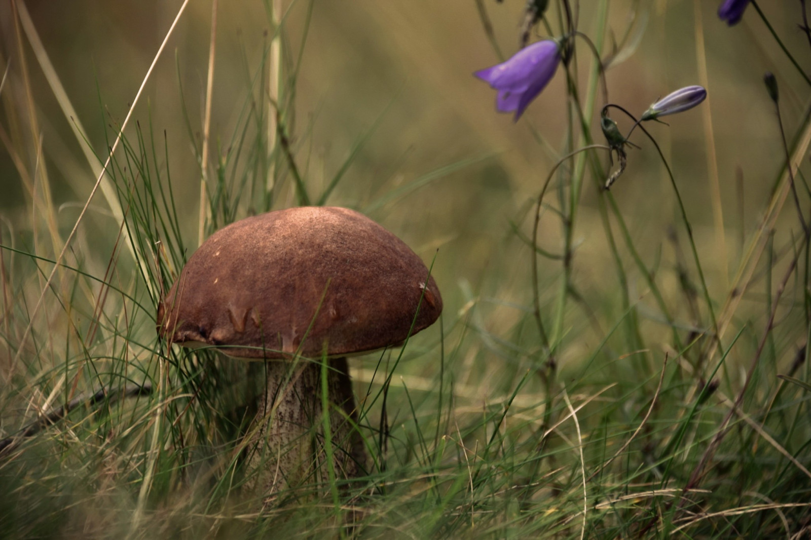 Skov, natur, græs, makro, champignon, dyreliv, svamp, efterår, blomst, flora, fauna, skov, prærie, levested, naturligt miljø, makrofotografering, penny bolle, rørhat