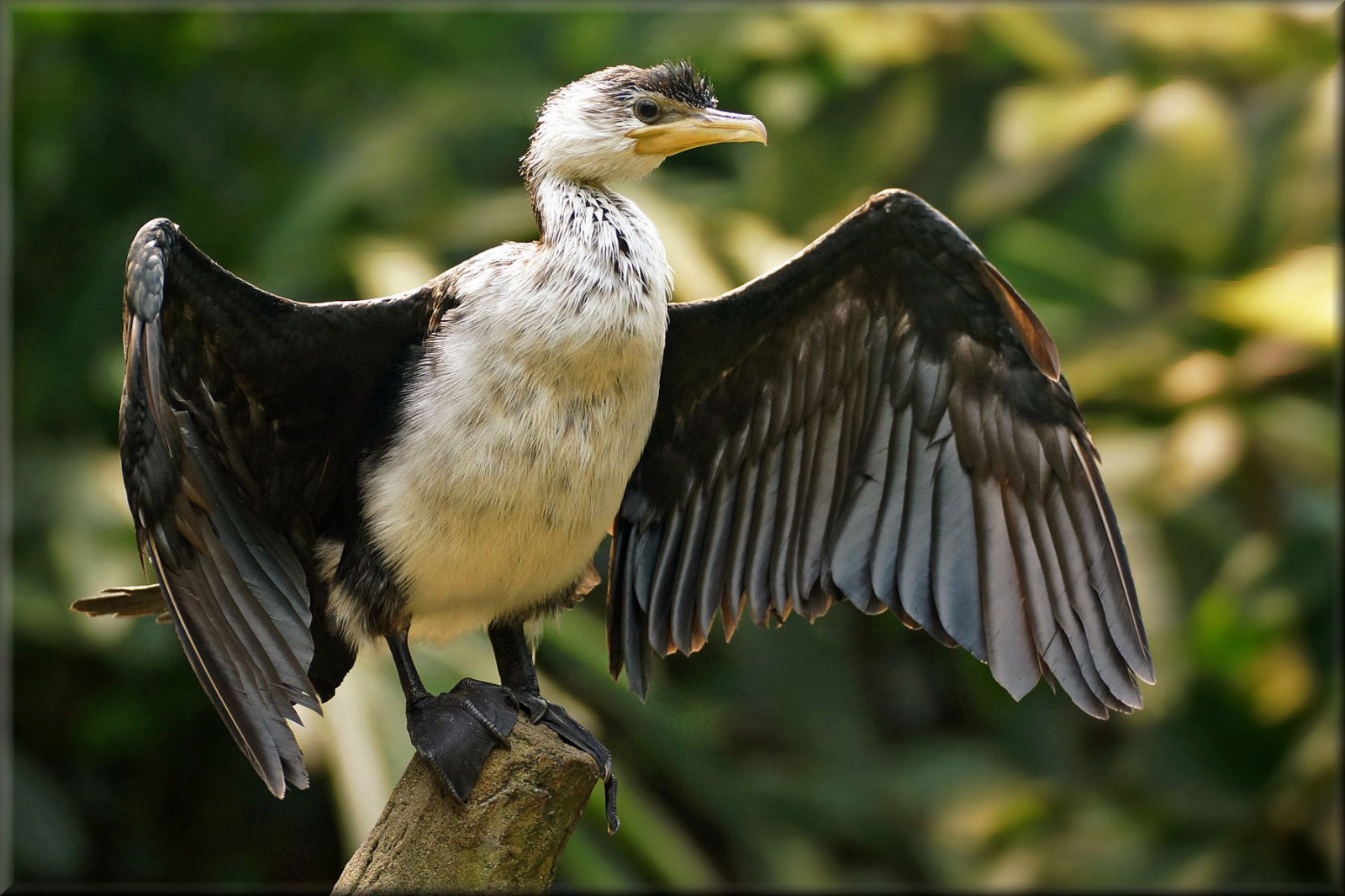 สัตว์ป่า, ร้อน, เนเธอร์แลนด์, นกล่าเหยื่อ, สวนสัตว์, นกอินทรี, ออสเตรเลีย, ปาก, อินโดนีเซีย, ดัตช์, ฮอลแลนด์, นก, นักล่า, ปีก, Vogel, nederland, สัตว์ป่า, a77, arnhem, นิวซีแลนด์, เจ็ทแลนด์, a77v, อีแร้ง, sonyalpha77, littleshag, Kawaupaka, phalacrocoraxmelanoleucos, จีพีเอส, slta77v, นกน้ำ, dierenpark, dierentuin, tropisch, martienuiterweerd, fotomartien, อธิษฐาน, ติดแท็กตำแหน่ง, Wervervel, ปาปัวนิวกินี, Newcaledonia, โซโลมอนแลนด์, littlepiedcormorant, หนอนน้อย, ชาวประมง, irianjaya, frilledshag, Australianshag, frilledpiedcormorant, littleblackandwhitecormorant, littlerivercormorant, whitethraotedcormorant, Cormoranpie, แวววาว, microcarbomelanoleucos, kr uselscharbe, Cormor npiquicorto, marangoneminorebiancoenero, kleinebonteaalscholver, 77v, tamron70300mmf456sp, australischedwergaalscholver, koninklijkeburgerszoo, pecukpadibelang, cormoranobianconerominore, shiroharakobitou, bigu alvinegropequeno, Cormor naustraliano, ลัทธิกัลโชเนียม, marangoneminoreaustraliano, Cormoranpygm edaustralie, manugitai, deroech