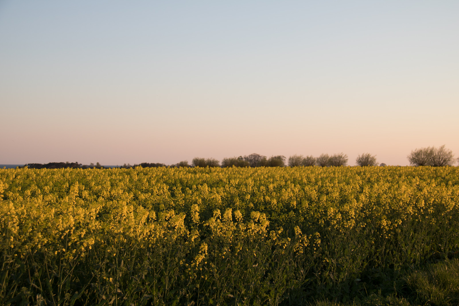 slunečnímu záření, krajina, jídlo, západ slunce, kopec, Příroda, tráva, nebe, pole, svítání, ráno, horizont, step, řepkového, květ, svítání, lučina, rostlina, solnedg ng, venkov, landsbygd, nárazy, f lt, s dersl tt, landskap, řepka, rapefield, zemědělství, louka, prostý, divoká rostlina, prérie, oříznutí, venkov, přírodní prostředí, atmosférický jev, vyrobit, suchozemská rostlina, kvetoucí rostlina, ekosystém, tráva rodina, zeleninový, brassica, savana, hořčice závod