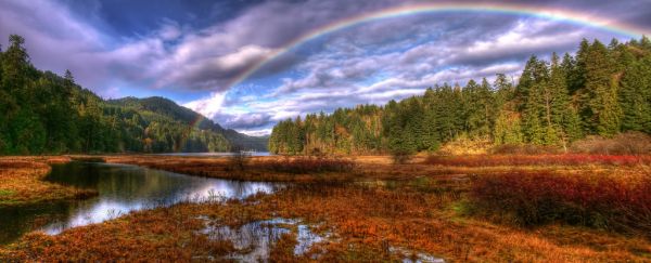 trees,colorful,sunlight,landscape,forest,fall