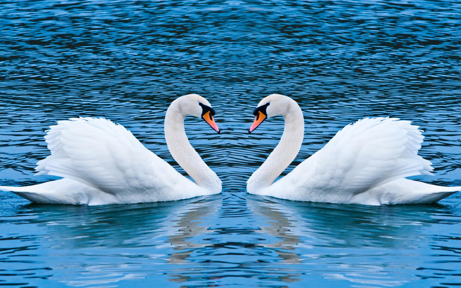 Sfondi 2880x1800 Px Animali Uccelli Cigni Acqua 2880x1800 