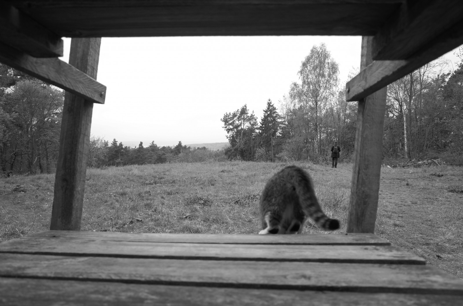 dřevo, Černý a bílý, Berlín, Příroda, zvíře, kočka, krajina, natur, katze, Landschaft, Wald, ricohgr, řada, Grunewald, schwarzweis