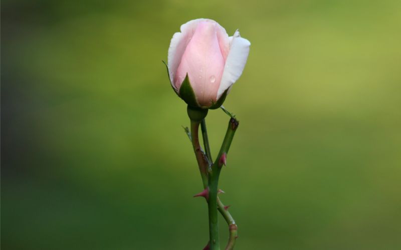 1680x1050 px, flowers, macro, nature, photography, rose 1680x1050 px, flowers, macro, nature, photography, rose