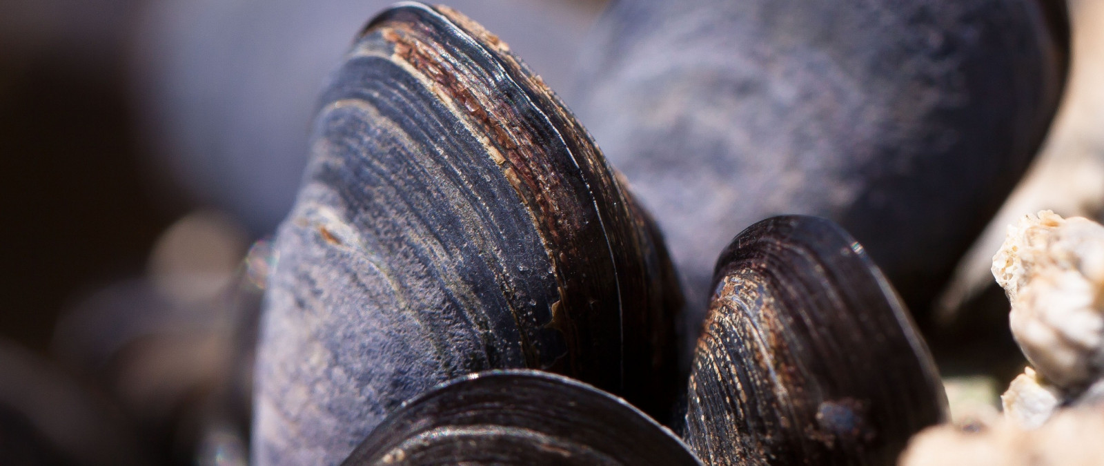 jídlo, fotografování, makro, Ultrawide, multiple display, plody moře, mušle, zblízka, makro fotografie, bezobratlý, slávka jedlá, škeble ústřice mušle a lastury