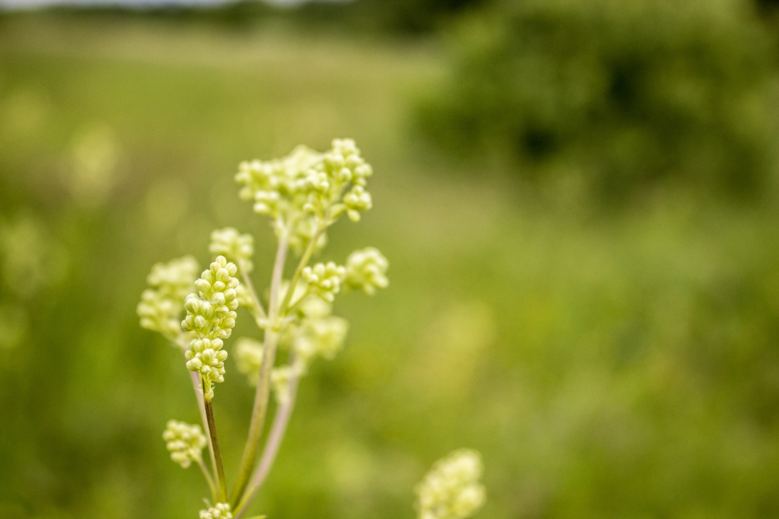jídlo, Příroda, tráva, rostliny, makro, zelená, květ, bylina, list, květ, rostlina, flóra, louka, divoká rostlina, vyrobit, suchozemská rostlina, kvetoucí rostlina, keř, makro fotografie, tráva rodina, 2560x1707 px, kerblík lesní, Anthriscus, petržel rodina