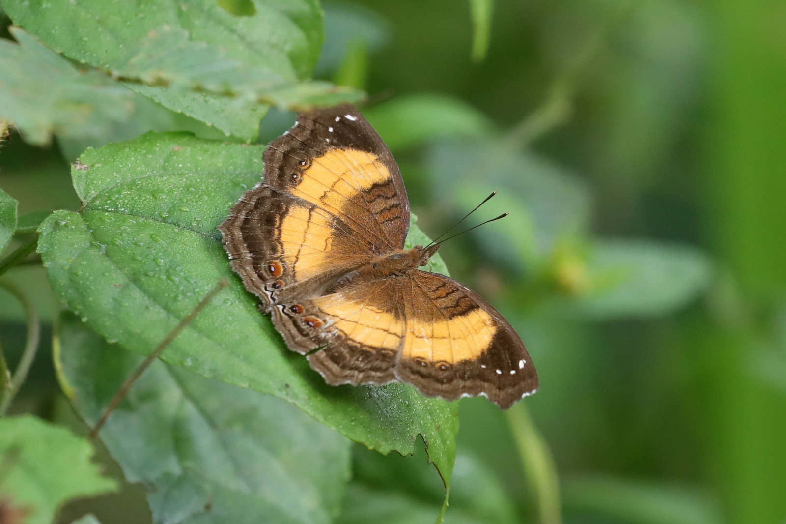 voják, maceška, Junonia, Atewa, les, Ghana, západ, Afrika, motýl, motýli, tropický, Afričan, Terea, Nymphalidae, Komodor