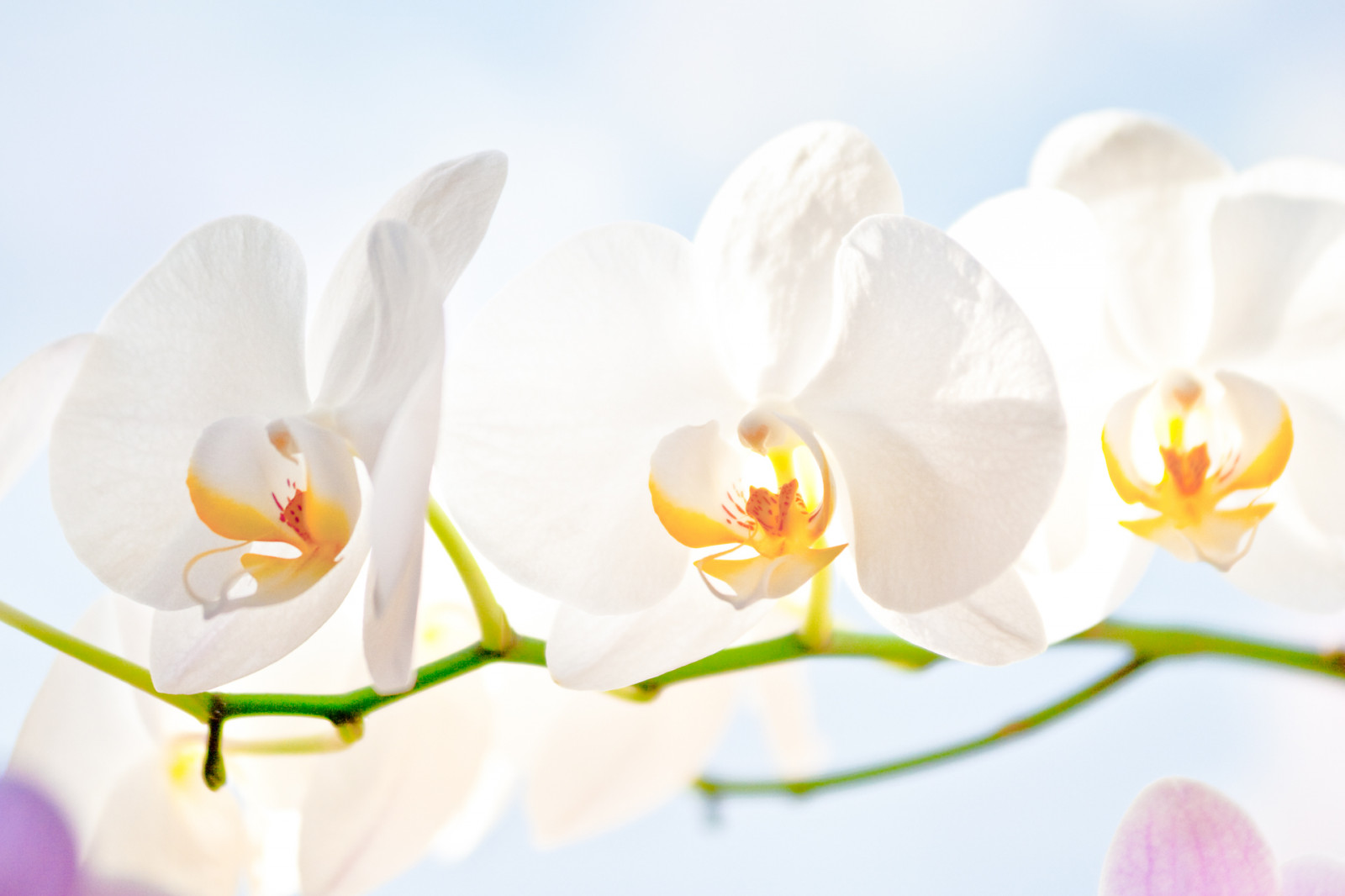 květiny, modrý, bílý, rostlina, orchidej, květ, makro, Příroda, květ, květiny, Kánon, Plante, flickr, den, jour, bleu, blanche, Orchidee, Tamron, blanc, plantes, Blanches, Blancs, Asparagales, 400D