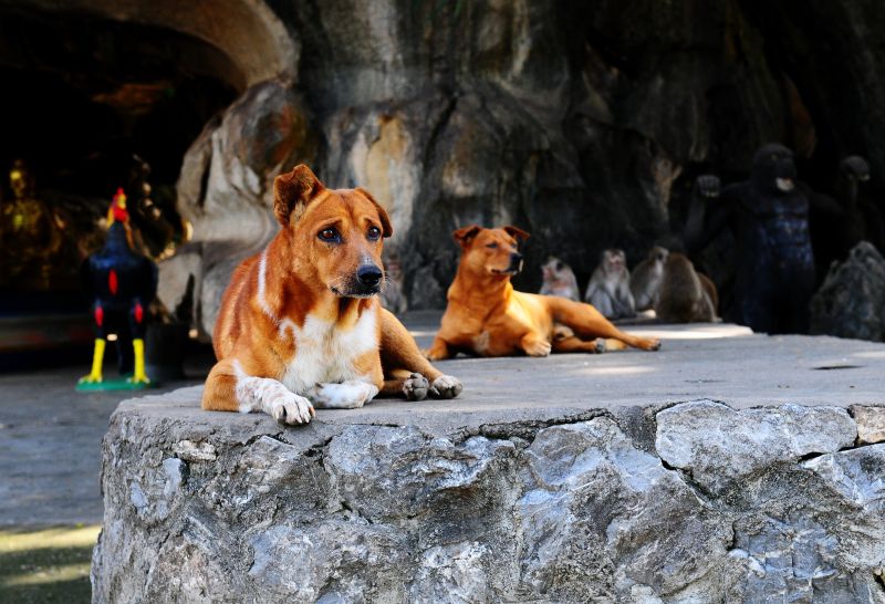 Pes, pes jako savec, pouliční pes, rostlina, psí plemeno skupina, psí plemeno