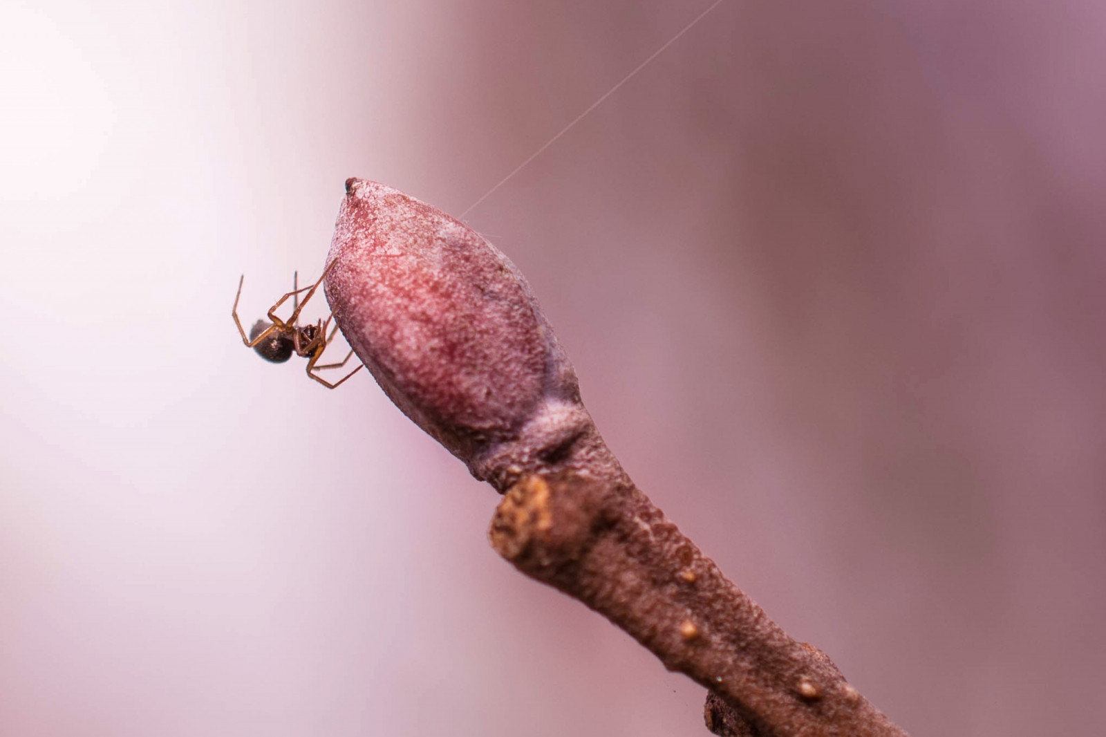 Spring Spider Wallpaper : nature, minimalism, branch, insect, spring, spider, tree ...
