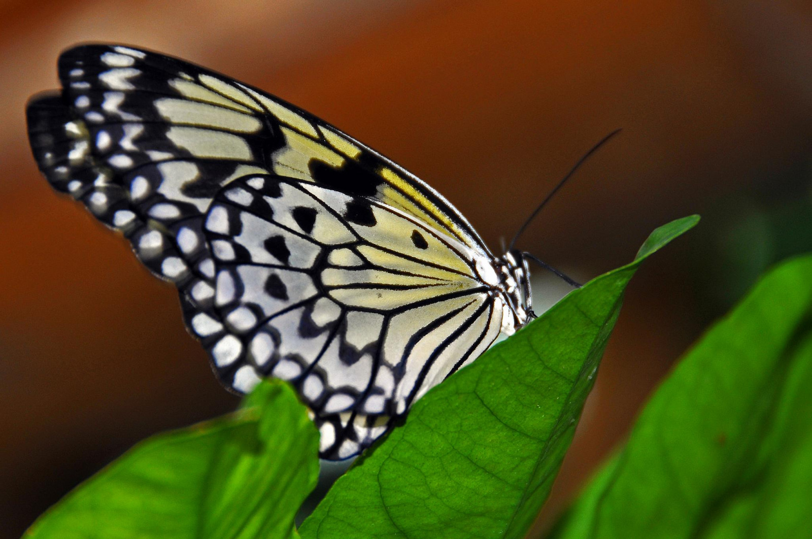 ผีเสื้อ, ผีเสื้อและผีเสื้อ, แมลง, สัตว์ที่ไม่มีกระดูกสันหลัง, ผีเสื้อแปรง, ผีเสื้อพระมหากษัตริย์, การถ่ายภาพมาโคร, มอด, แมลงผสมเกสร, ใบไม้, สิ่งมีชีวิต, Pieridae, สัตว์ขากรรไกร, สัตว์ป่า, lycaenid
