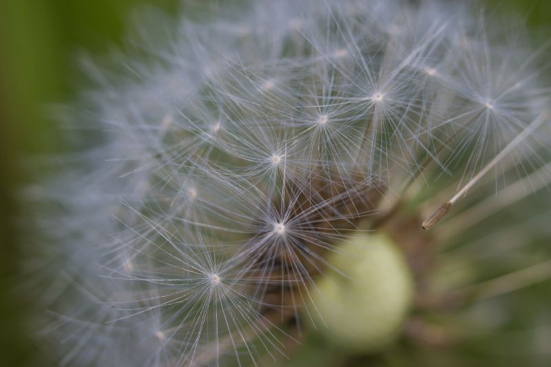 自然,草,フィールド,写真,マクロ,緑