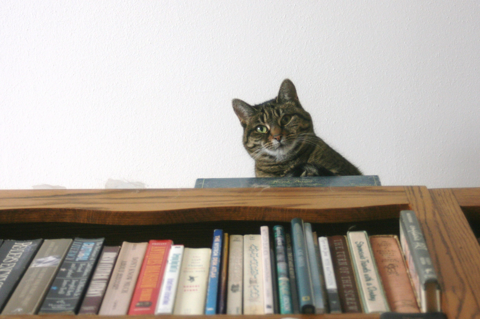 Wallpaper wood, books, whiskers, gray, furniture, games, cat like
