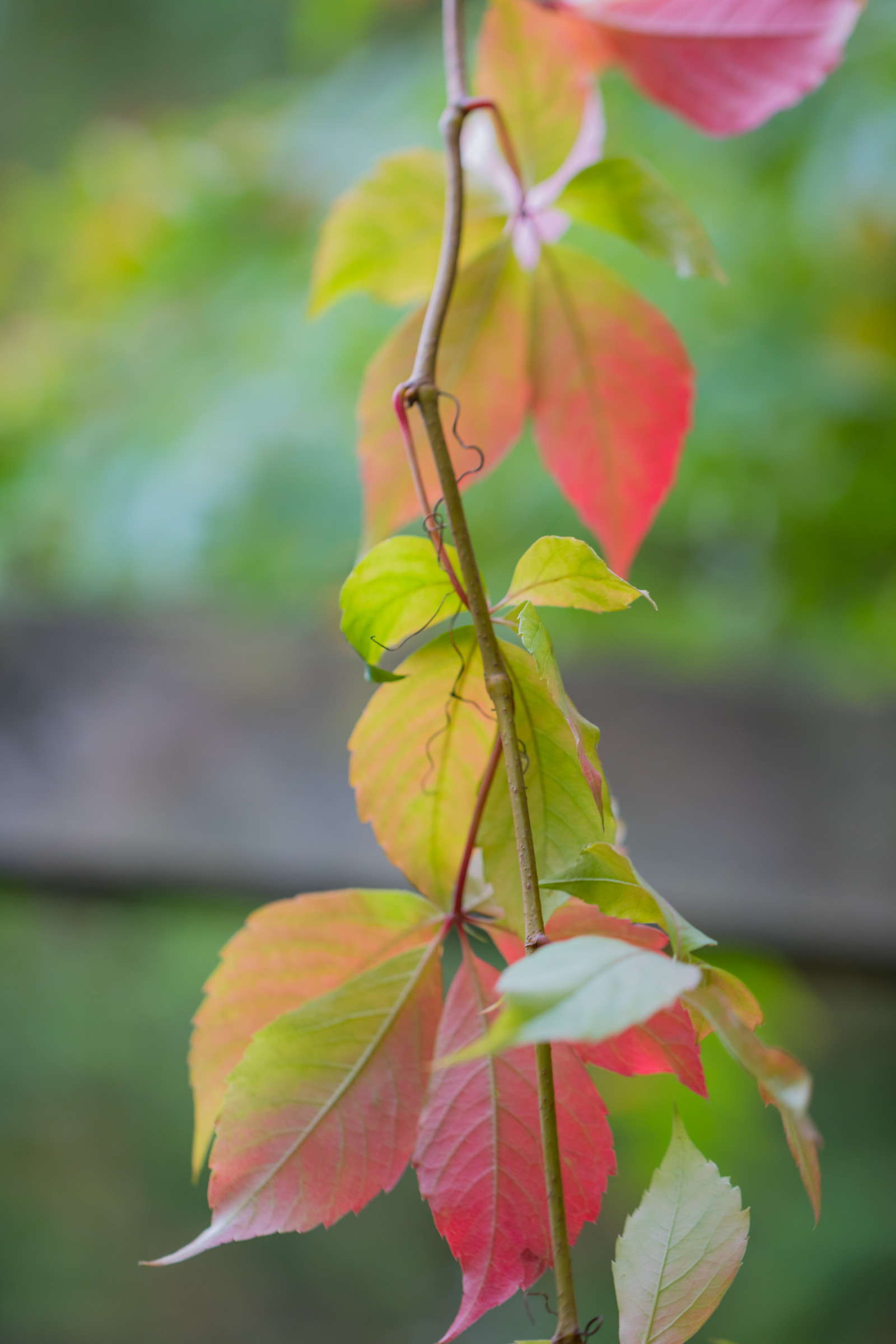 luce del sole, giardino, natura, parco, ramo, verde, fiorire, albero, autunno, foglia, fiore, pianta, stagione, flora, h st, modello canoneos760d exif, geocountry, Marca fotocamera Canon, Geocity, modello di fotocamera canoneos760d, geostate, geolocalizzazione, exif fare canon, exif ISOSPEED 200, exif focalLength 100 millimetri, ef100mmf28lmacroisusm lente exif, Alnarp, apertura exif 28, botanica, impianto di terra, pianta fiorita, pianta legnosa, arbusto, fotografia macro, staminali vegetali, deciduo, acero