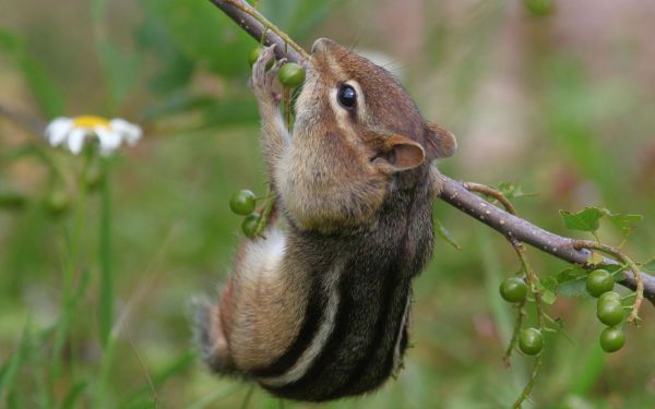 chipmunk,branch,berries