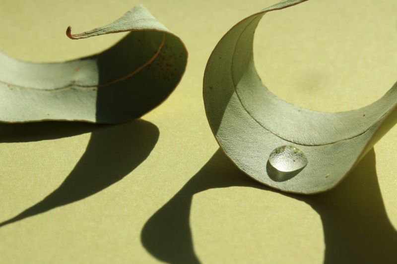 makro, detailní, Příroda, list, Gumleaf, Eukalyptusleaf makro, detailní, Příroda, list, Gumleaf, Eukalyptusleaf