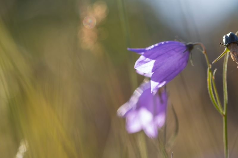 auringonvalo,valokuvaus,makro,kukka,kukka,kasvi
