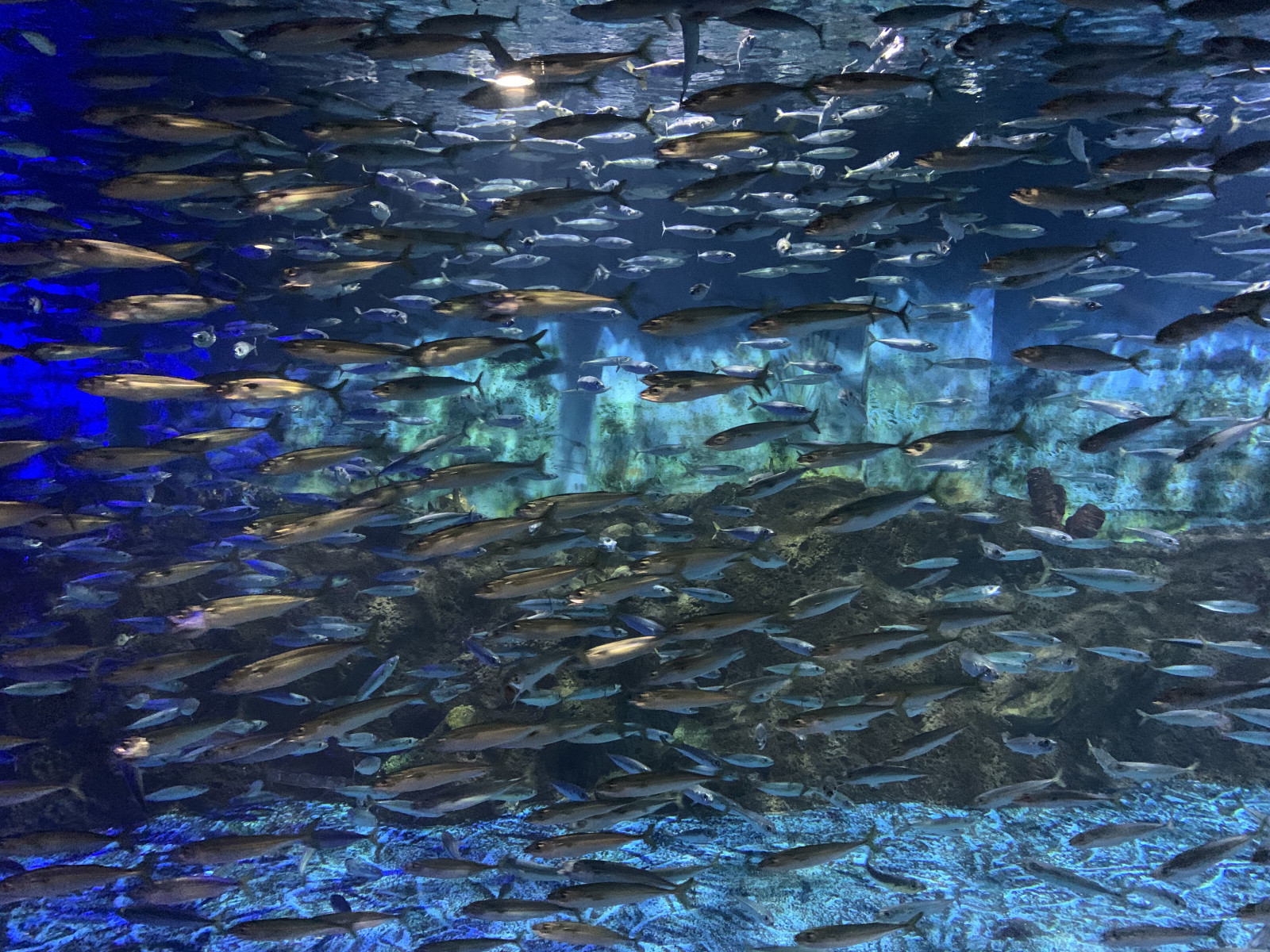 Wallpaper fish, aquarium 4032x3024 headmaster 2186649 HD