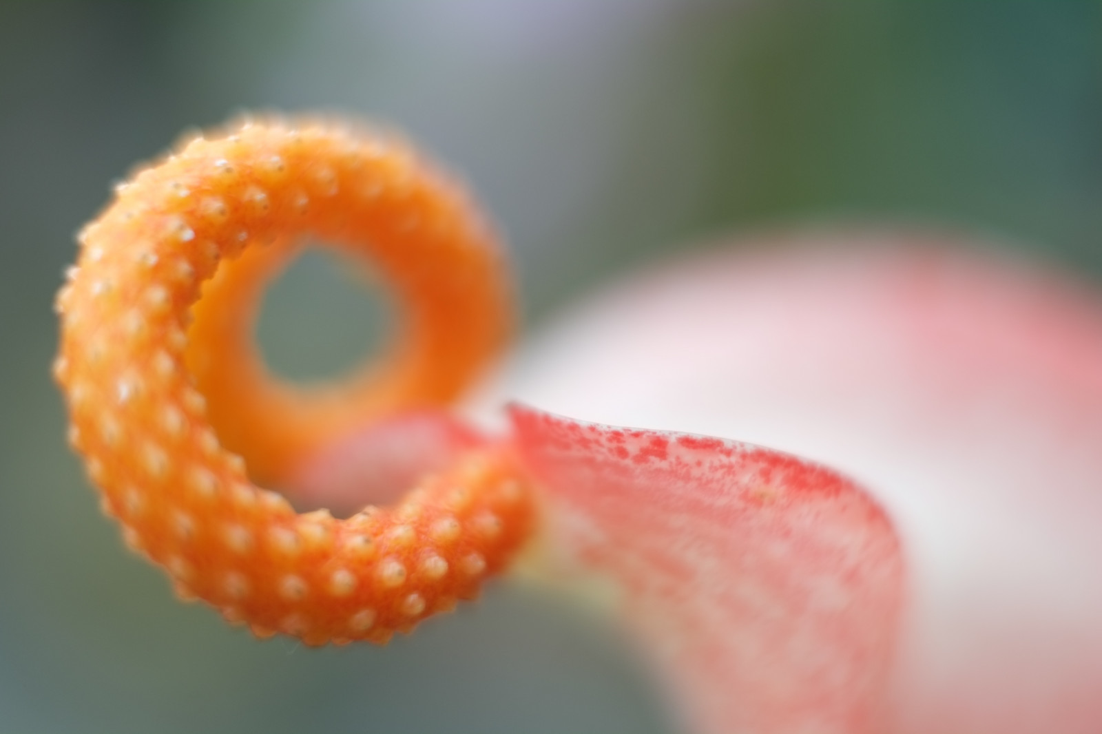 jídlo, Červené, fotografování, Tokio, Fujifilm, barva, květ, rostlina, ruka, okvětní lístek, Fujinon, Shinjuku, xpro1, xf, xf35mmf14r, x, shinjukugyoen, xf35mm, mcex, mcex11, ret, sladkost, vyrobit, orgán, zblízka, makro fotografie