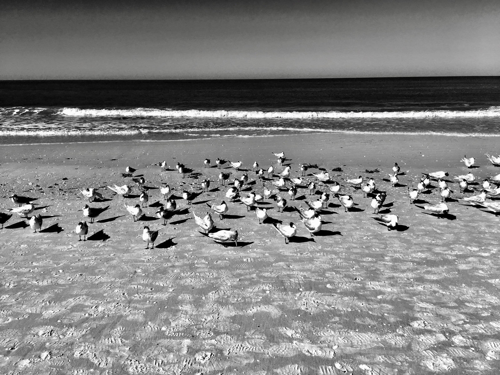 bianco e nero, acqua, fotografia in bianco e nero, puntellare, uccello, uccello marino, acqua uccello, monocromo, mare, cielo, oceano, migrazione, mudflat, onda, sabbia, Charadriiformes