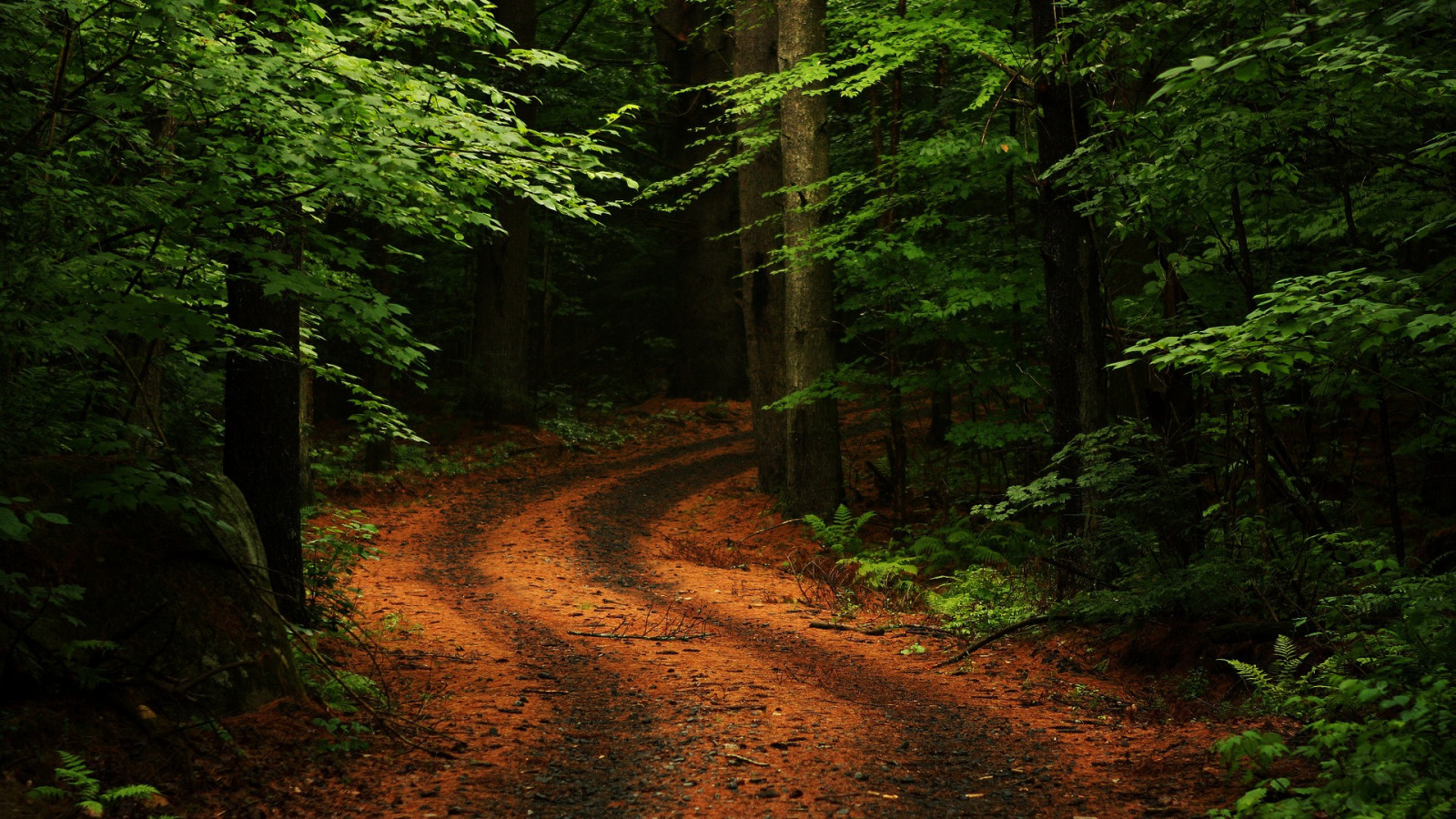 zonlicht, bomen, Bos, bladeren, rots, natuur, planten, weg, tak, mos, groen, zandweg, varens, wildernis, oerwoud, pad, regenwoud, boom, herfst, blad, fabriek, spoor, vegetatie, bos-, bodem, leefgebied, natuurlijke omgeving, atmosferisch fenomeen, geografisch kenmerk, ecosysteem, gematigd naaldbos, biome, oude groei bos, gemengd bos, loof