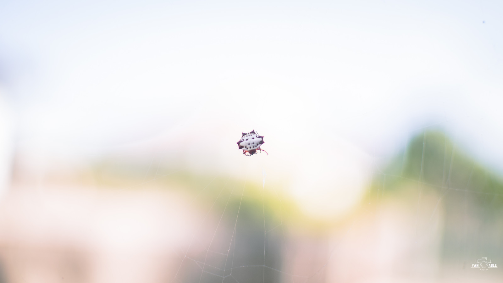 plant, sky, insect, arthropod, Natural landscape, pest, tree, twig, invertebrate, grass, landscape, wildlife, macro photography, flowering plant, Fly, soil, grassland, magenta, plant stem, cloud, spider, wildflower, Flight, pollen