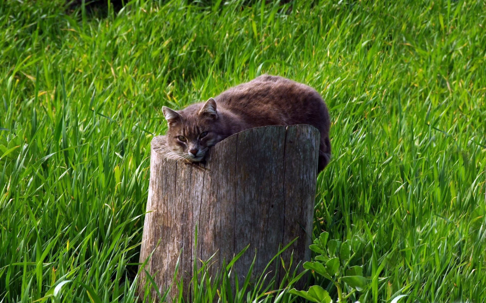 wallpaper-cat-tree-stump-grass-lie-1680x1050-coolwallpapers