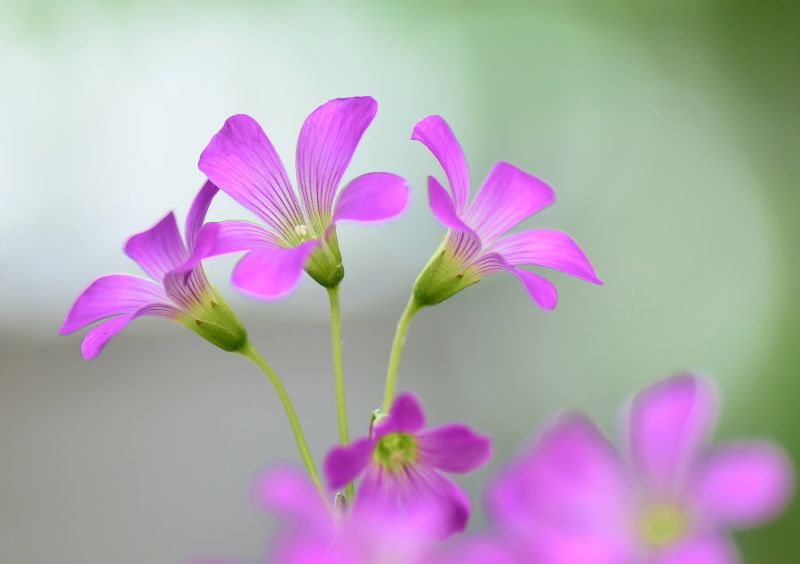 lilla,blomst,Japan,lyserød,forår,blomst