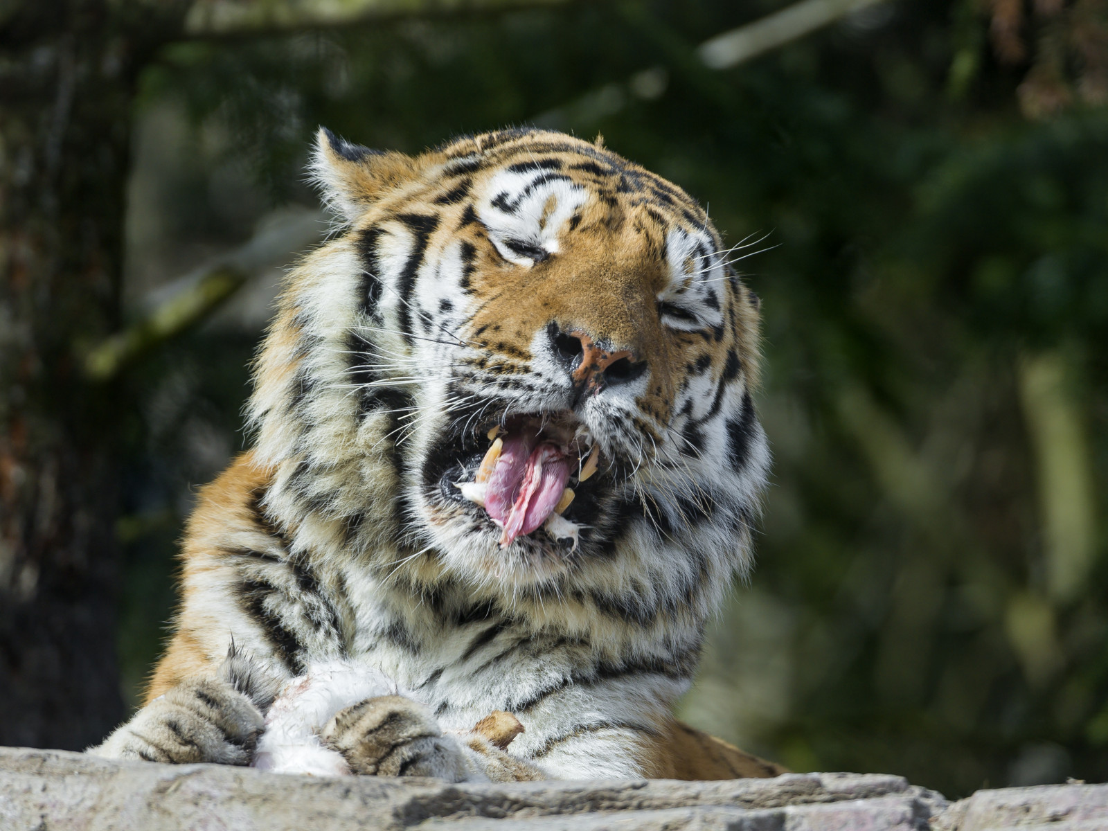 tvář, jídlo, portrét, tygr, Volně žijících živočichů, Švýcarsko, Nikon, srst, velké kočky, zoologická zahrada, kníry, jíst, levhart sněžný, divoká kočka, Zurich, králičí, jazyk, mužský, fauna, savec, d4, obratlovců, kočka jako savci, obtížnost, amur, sibiřský, hroch, Hroch, otevři pusu, velká kočka, trpaslík
