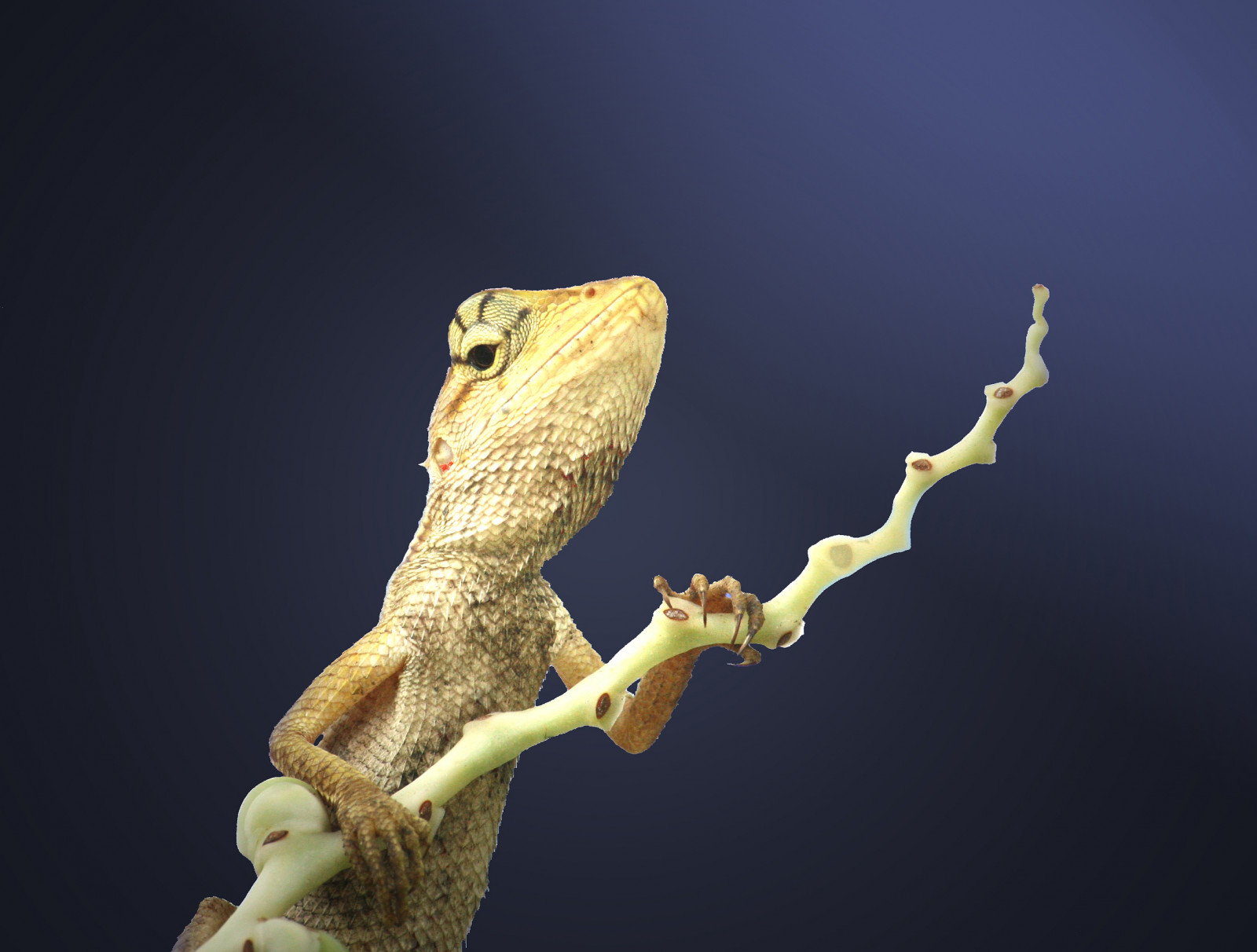 zvíře, detailní, Kánon, Thajsko, natur, ještěrka, moje zahrada, lihovar, petchabun, beran, Foto spolek, eos400d, theunforgettablepictures, concordians, 100commentgroup, totallythailand