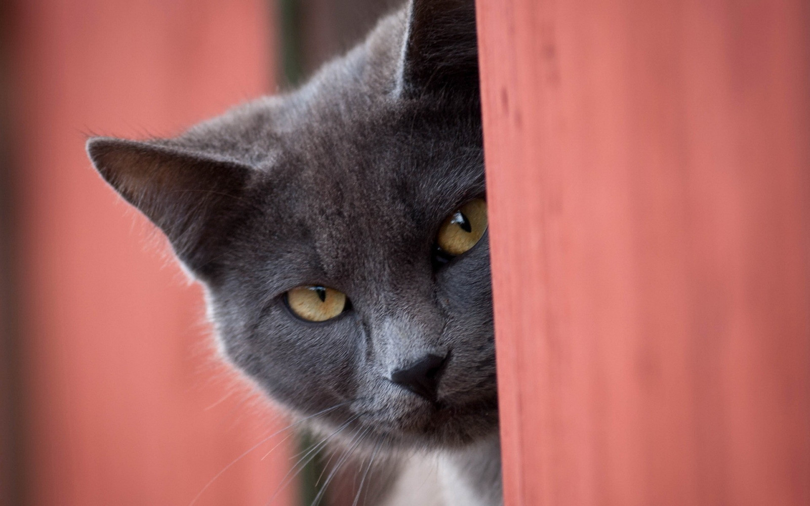 cat_look_out_nose_muzzle-606821.jpg!d