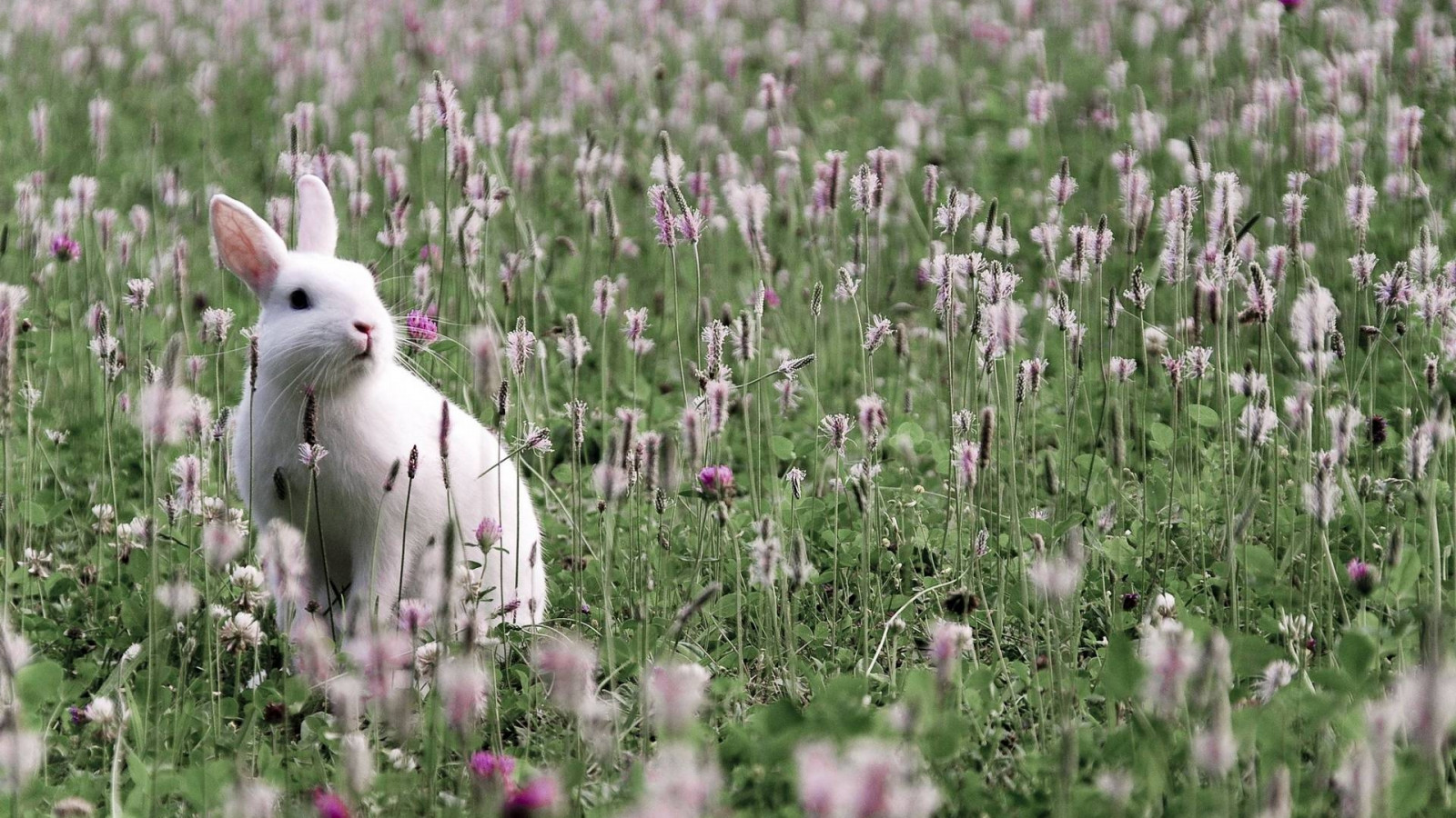 Wallpaper flowers, nature, field, flower, grassland, plant, rabbit