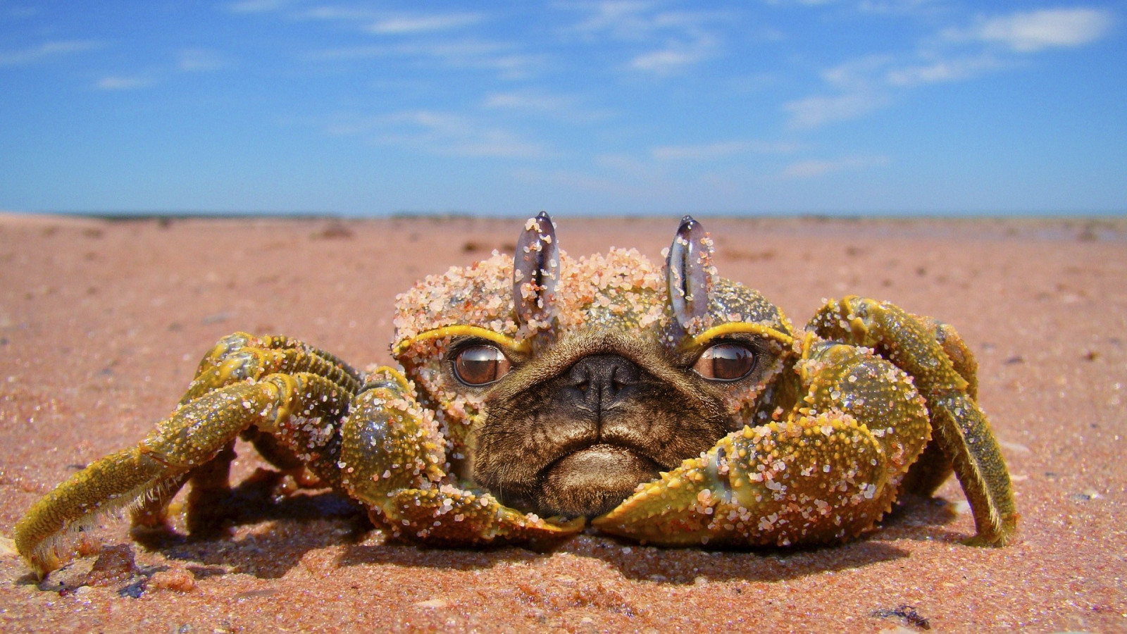 Wallpaper animals, food, nature, sand, dog, wildlife, crabs, seafood, pug, reptile