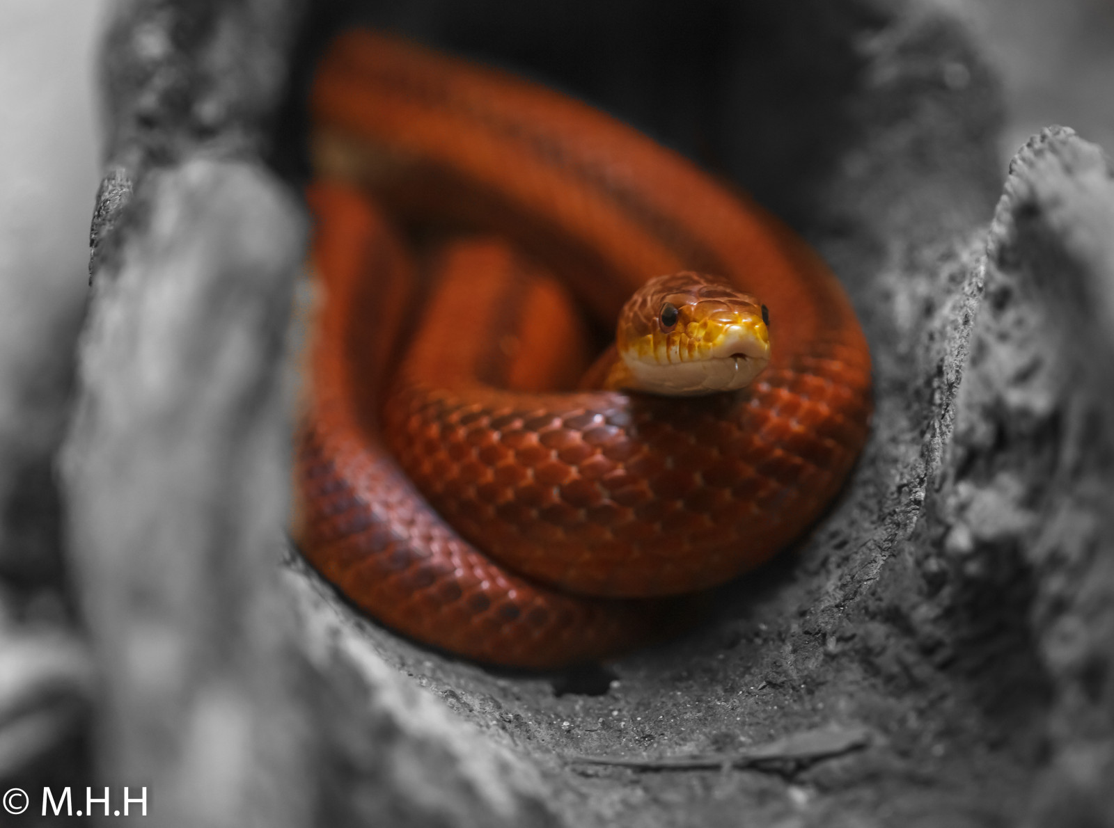 had, zmenšen plazů, plaz, had, obratlovců, Colubridae, zblízka, organismus, makro fotografie, Kingsnake, terrestrial animal, Elapidae, Volně žijících živočichů