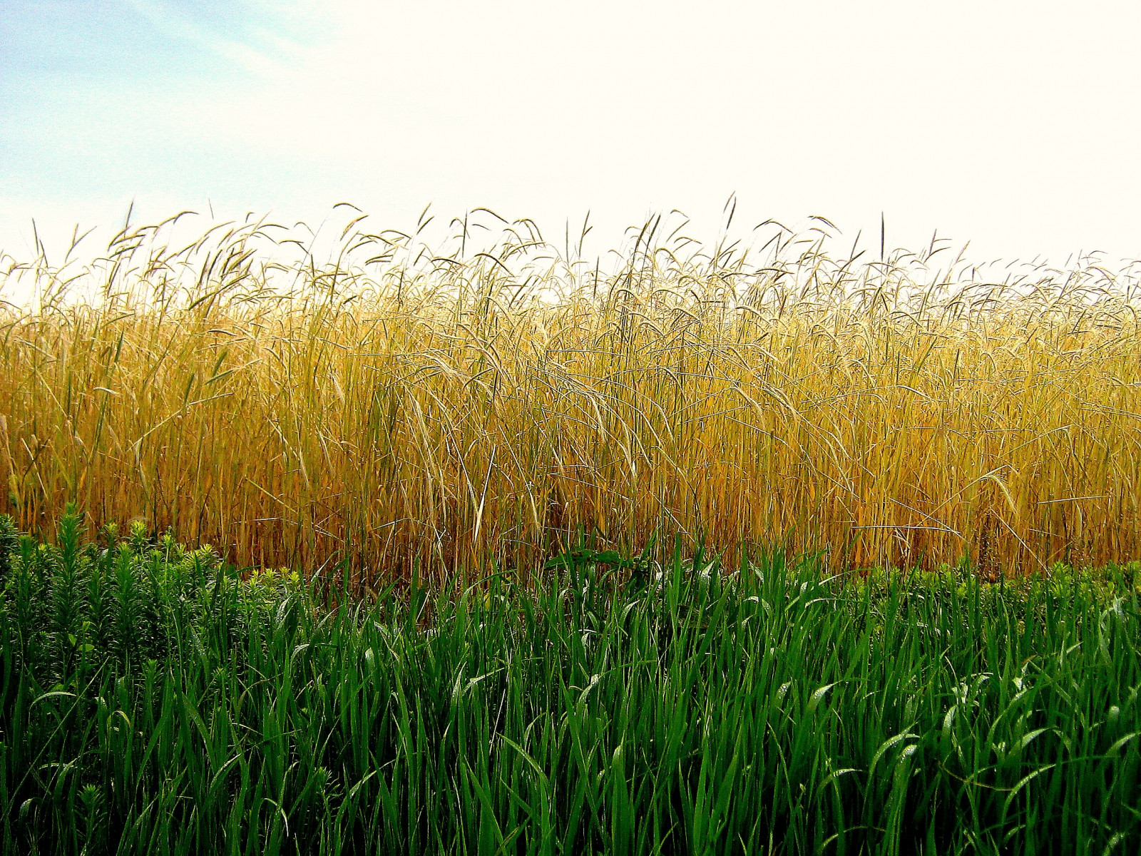 storia, campo, Maryland, storico, guerra civile, Antietam, Campo di battaglia, Sharpsburg, 5photosaday