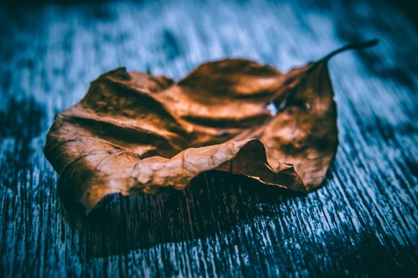 leaf,dry,close up