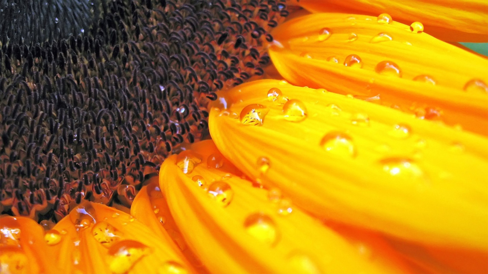 semillas de girasol, planta, flor, Pétalos