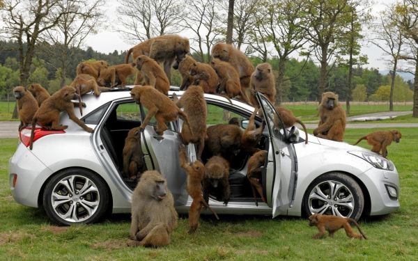 1920x1200 px,humor,monkey,baboons,car,trees
