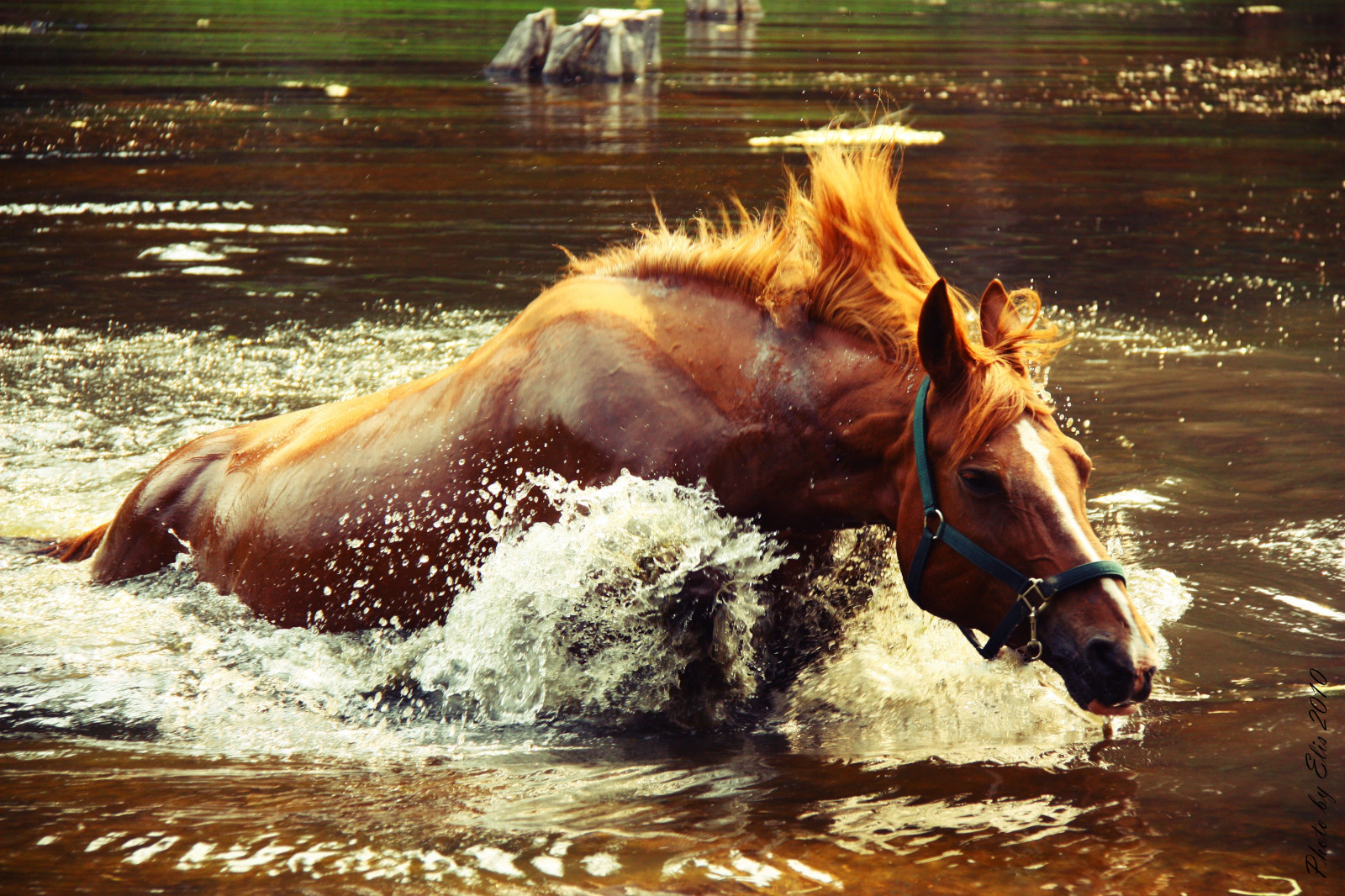 Wallpaper horse, water, spray, wave 4272x2848 4kWallpaper 667657