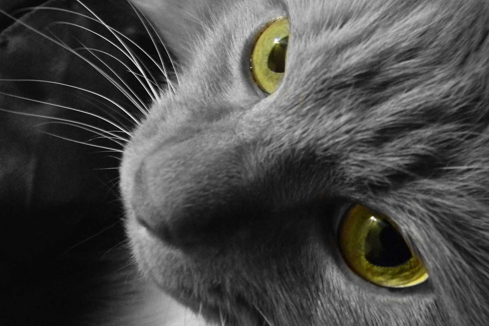 hvid, sort, kat, monokrom, øjne, gul, hår, næse, whiskers, Georgien, Sort kat, sort og hvid, 50mm, dyr, naturlig, bw, sort hvid, øje, Sjæl, pattedyr, matthewjeffres, emj1300, sort og hvid, monokrom fotografering, hvirveldyr, organ, tæt på, kat lignende pattedyr, snude, små til mellemstore katte, huskat, nikoncoolpixl110