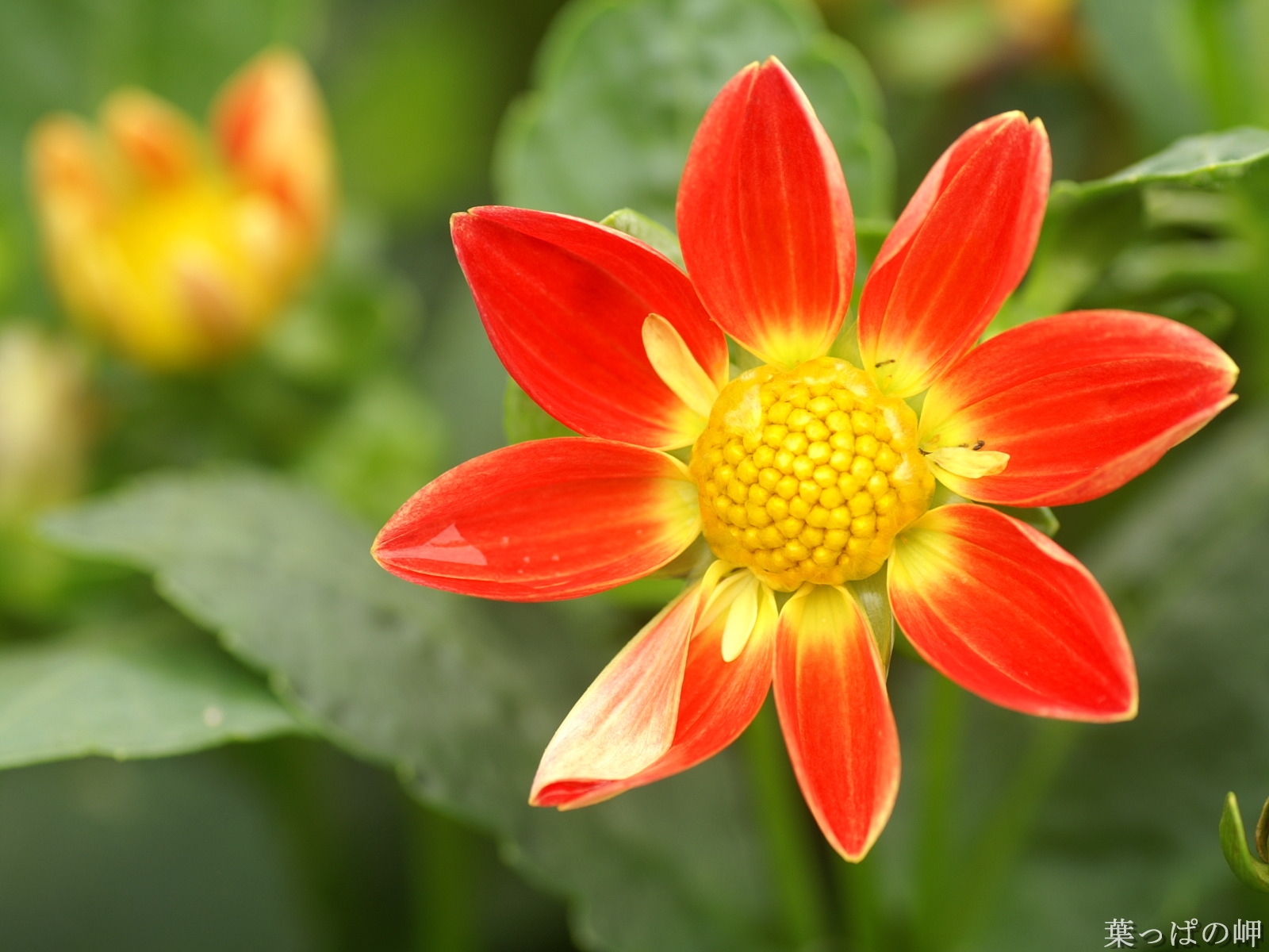 Wallpaper flower, yellow, red, garden, one 1600x1200 4kWallpaper