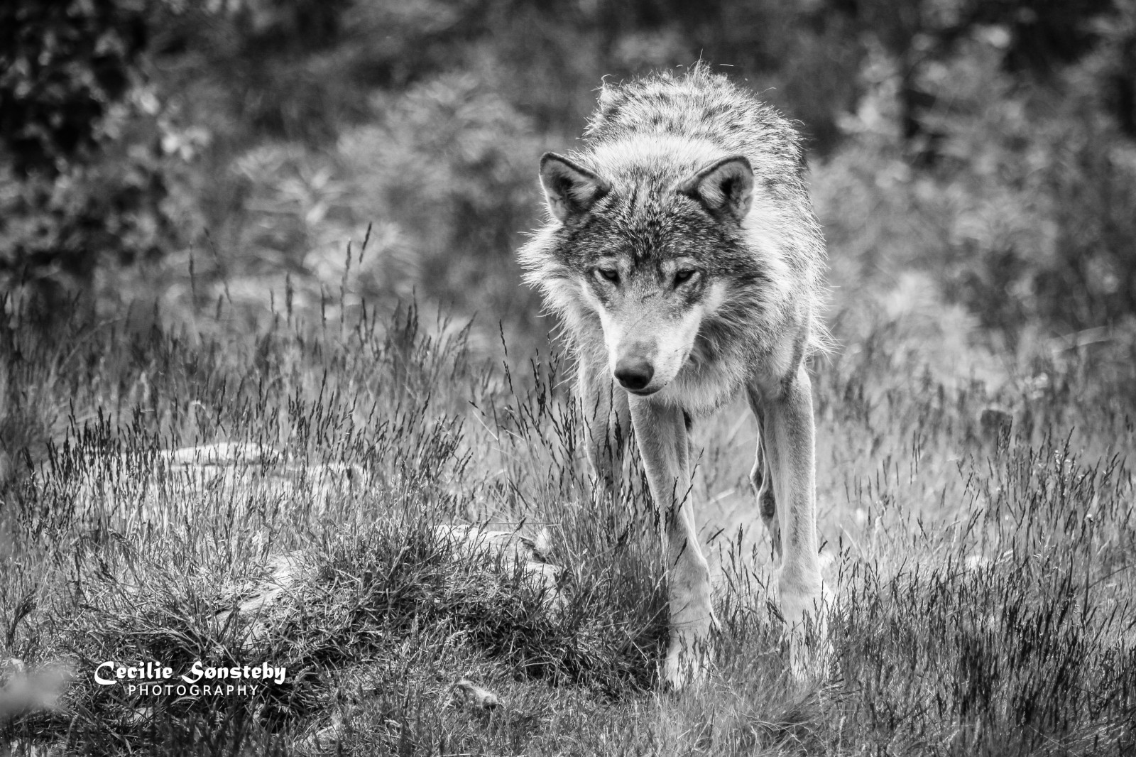 ป่า, ขาวดำ, แนวตั้ง, หญ้า, การถ่ายภาพ, สัตว์ป่า, Canon, หมาป่า, ฤดูร้อน, ถิ่นทุรกันดาร, bokeh, มิถุนายน, โคโยตี้, ดำและขาว, ต้นไม้, ปลูก, bw, canon5dmarkiii, สัตว์ป่า, สัตว์เลี้ยงลูกด้วยนม, specanimal, Langedrag, markiii, ป่าไม้, ดำและขาว, ถ่ายภาพขาวดำ, จมูก, สุนัขชอบเลี้ยงลูกด้วยนม, Canis lupus tundrarum, ef100400mmf4556lisusm, หมาป่า, scandinaviangraywolf, stock photography