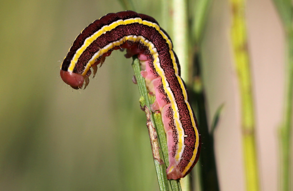 Wallpaper : animals, nature, insect, Canon, bug, Caterpillar, animal ...