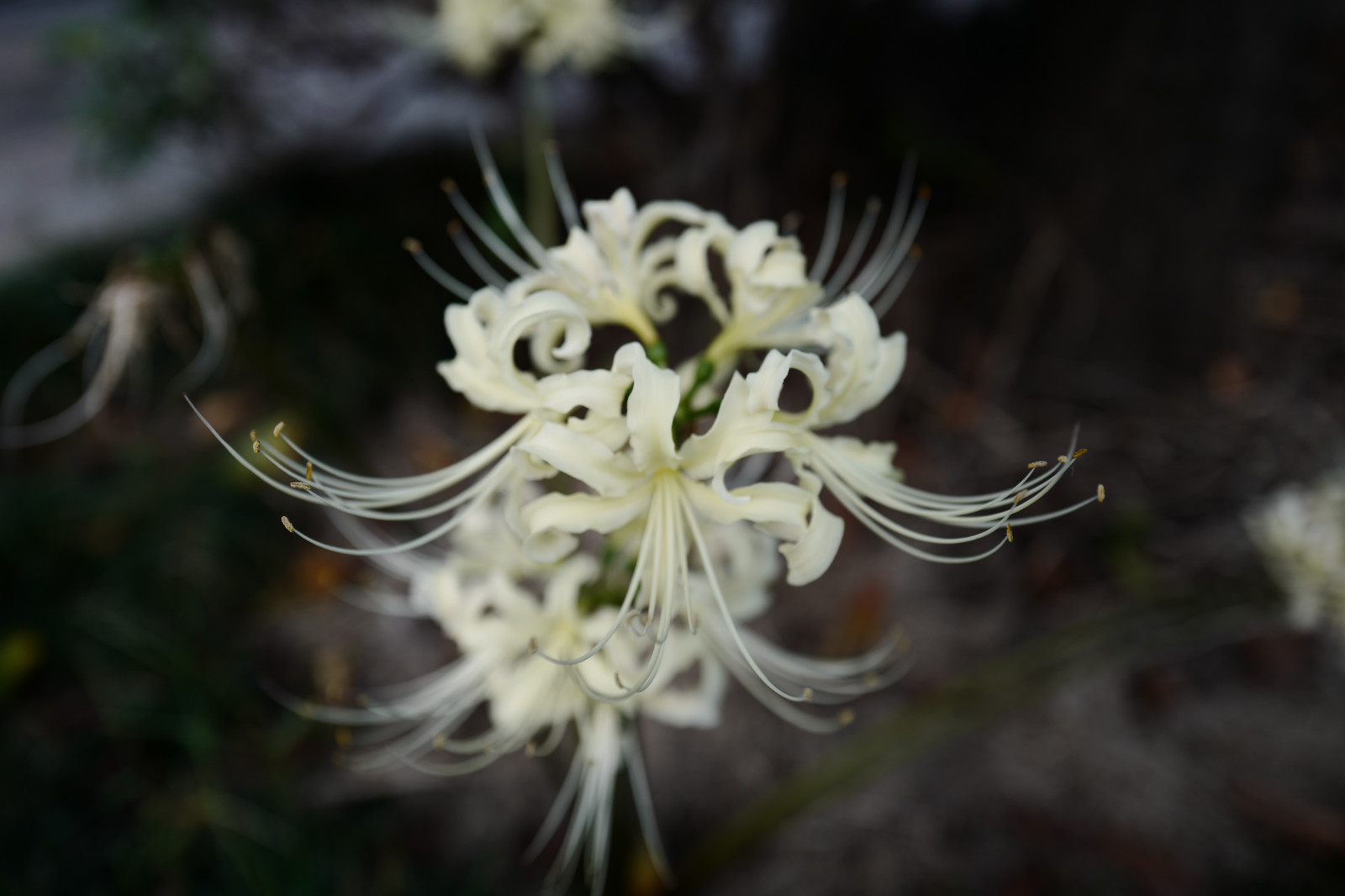 Wallpaper Japan, nature, blossom, Tokyo, Jp, leaf, flower