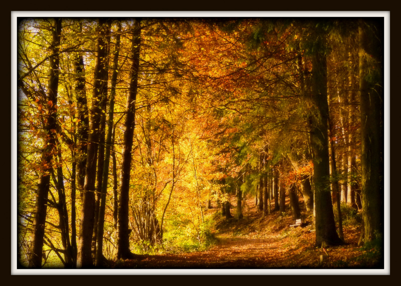 slunečnímu záření, les, podzim, Příroda, dřevo, větev, kouzlo, cesta, UMĚNÍ, strom, podzim, list, sezóna, odpočinout si, cesta, elitegalleryaoi, tvořivý, magický, bestcapturesaoi, artistoftheyearlevel2, Oberberg, zálesí, místo výskytu, přírodní prostředí, moderní umění, ekosystém, germanx