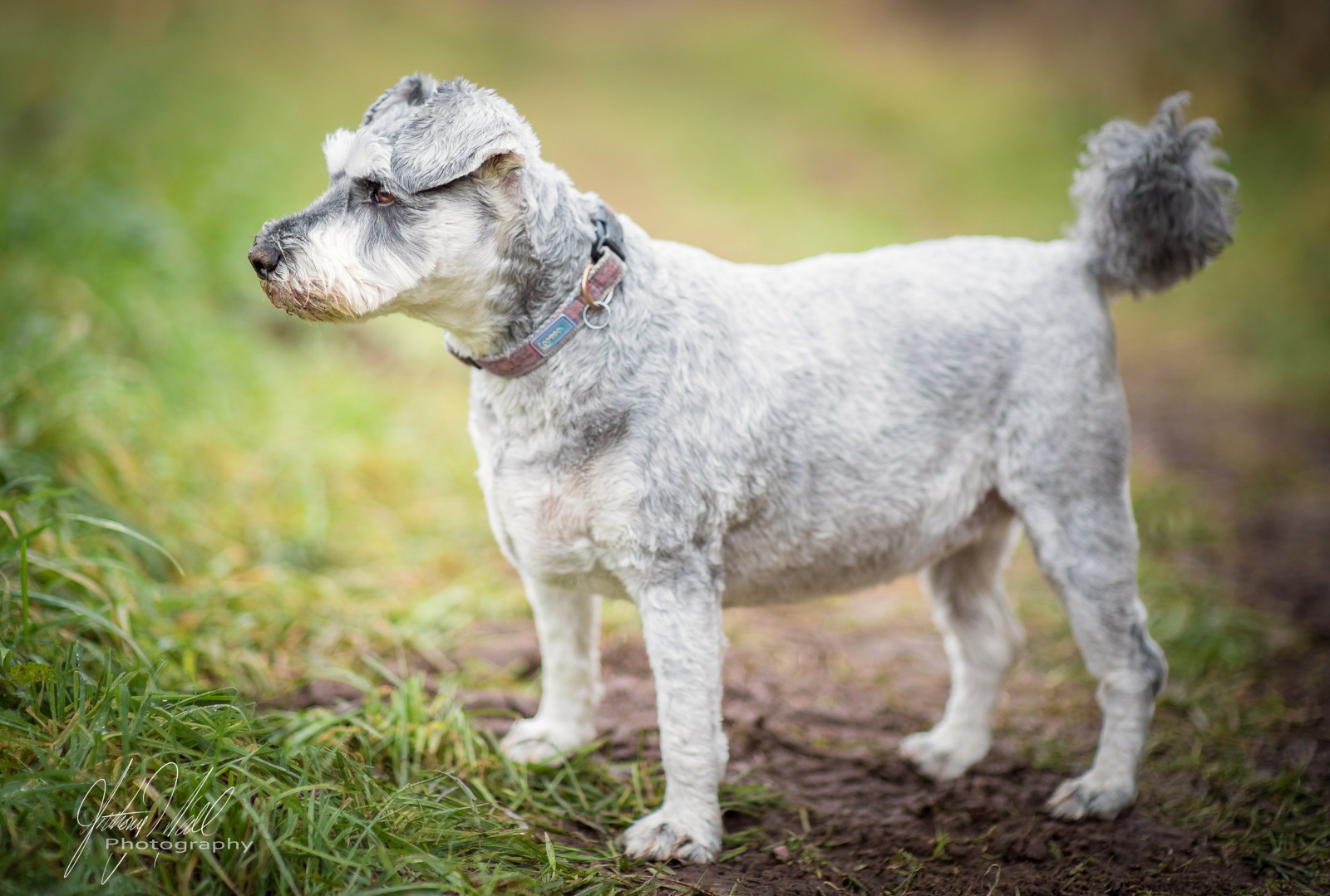 portrét, profil, detailní, Pes, Nikon, bokeh, domácí zvíře, knírač, D750, zvíře, roztomilý, venkovní, perro, psík, chien, savec, obratlovců, pes jako savec, psí plemeno skupina, carnivoran, shallowdepthoffield, psí plemeno, teriér, krátkovlasý