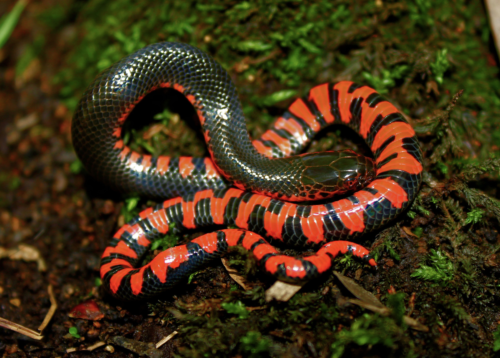 had, zmenšen plazů, had, plaz, Colubridae, terrestrial animal, obratlovců, fauna, Kingsnake, Hroznýš, organismus, boas, ZMIJE, Hognose snake, chřestýš, ringneck snake